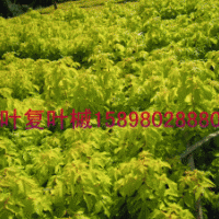 金叶复叶槭小苗，五角枫，紫叶稠李小苗及2年苗