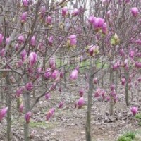 供应紫玉兰白玉兰5公分