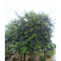 泸州小叶榕，小叶榕行道树，小叶榕