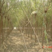 1-2.5107速生杨垂柳