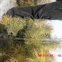 大龄苗圃出售樟子松容器苗20-60公分无烧塘烂根现象