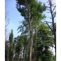 供应成都朴树