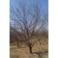 【低价】出售各种规格八棱海棠树,山杏,梨树