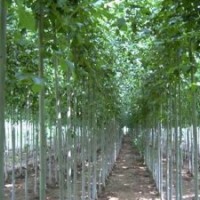 供应：速生法桐，法桐小苗，成品树苗