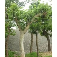 国槐 面积60公顷