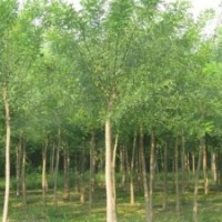 供应优质白蜡（6-18公分）