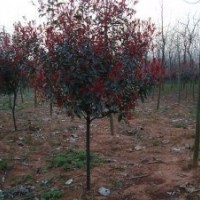 供应红叶石楠树