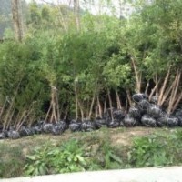 供应数十万株地径6到12公分的红豆杉绿化树