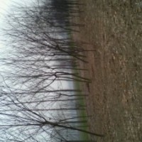 哪里国槐树便宜