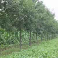 供应：大白蜡，大国槐，柳树