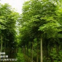 绿化苗木长期供应，济宁法桐之乡