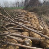 国槐.法桐.规格齐全