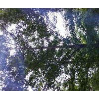 供应银杏树