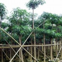 广东盆架子/福建盆架子/广西盆架子/广东花木场