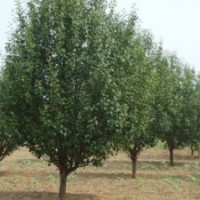 长期大量供应各类规格八棱海棠树