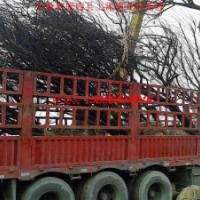 安徽红叶李价格 安徽--红叶李供应商