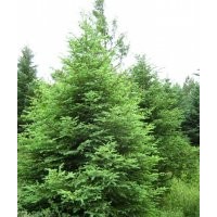 供应樟子松/毛白杨/紫叶矮樱/香花槐/核桃苗/核桃树