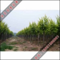 种植金叶榆的市场价值