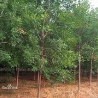 供白蜡、榆树、国槐、柳树等