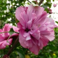 潢川优质木槿，河南木槿，木槿价格，低价木槿