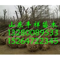 二十二公分国槐价格