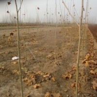 扦插法桐1米高法桐苗法桐苗基地法桐苗经销商