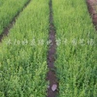 供应 龙柏卫矛、、金叶女贞、黄杨、金边黄杨、红叶小波、小叶女