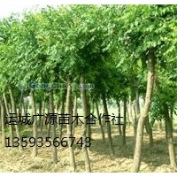 国槐出售、10-20公分国槐优惠价格供应