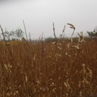 紫薇种植基地紫薇苗低价出售1米高紫薇苗紫薇树苗