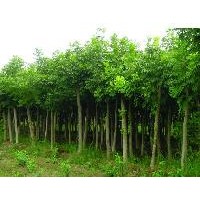 出售栾树