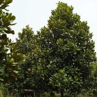 低价供应广玉兰、合欢、法桐、紫叶李、紫薇等绿化苗木