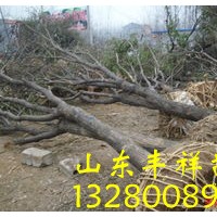 国槐、法桐、白腊、合欢、垂柳