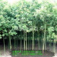 安徽香樟树，香樟批发，香樟小苗，香樟价格