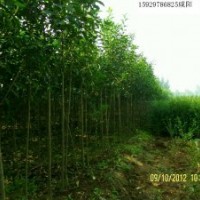 供应大叶女贞红叶李1到2公分