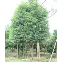 供应15公分天竺桂