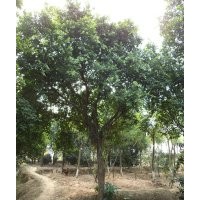 成都小叶榕，小叶榕图片