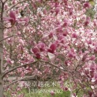 供应200万株优质小苗月季，国槐、栾树、合欢、青桐、白腊、大叶