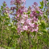 鄢陵农户大量出售丁香