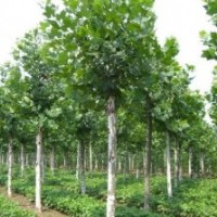 鄢陵低价出售5-15法桐