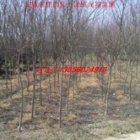 供应紫薇、木瓜树、大叶女贞、海桐球、红花继木球