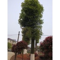 香樟基地#香樟价格#移栽香樟