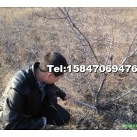 优质山杏树3-9公分