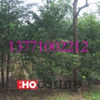 红豆杉苗木价格