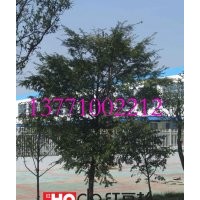 绿化苗木红豆杉批发 四季常绿 珍稀植物