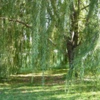 供应5-35公分柳树