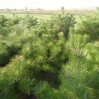 低价出售50-60-70-80-90油松小苗、侧柏苗