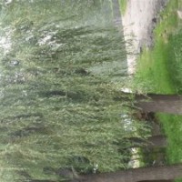 供应30公分柳树