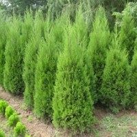 供40公分黑松50公分黑松60公分黑松