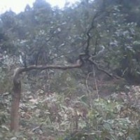 野生自然成型香樟