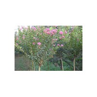 出售红叶石楠，塔柏，龙柏，紫薇，红叶李